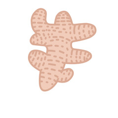 Ginger Vector Illustration 