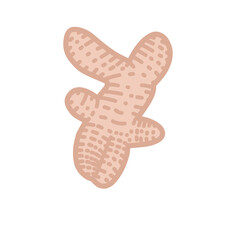 Ginger Vector Illustration 