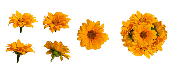 Botanical Collection. Five yellow flowers of Heliopsis helianthoides and an example of a flower arrangement of them.