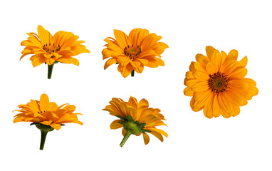 Botanical Collection. Five yellow flowers of Heliopsis helianthoides isolated on a white...
