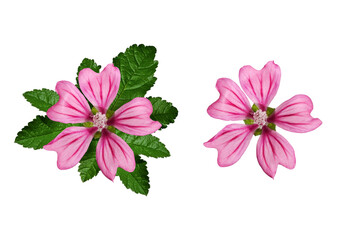 Pink flower of common mallow (Malva Sylvestris) isolated on white background. Top view. Element for...