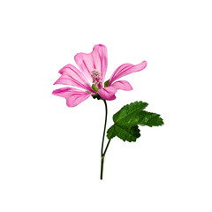 Pink flower of common mallow (Malva Sylvestris) isolated on white background.