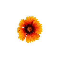 One Gaillardia flower isolated on white background, vivid red-yellow flower.Top view, close-up. Element for creating design, postcard, pattern, floral arrangement, wedding cards and invitation.