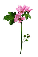 Common mallow (Malva Sylvestris) with pink flowers, leaves, stems and buds isolated on white...