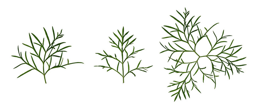Leaves of Cosmos bipinnatus flower and an example of composition from them, top view. Element for creating collage or design, postcards, floral arrangement, wedding cards and invitations.
