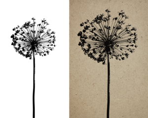 Dried allium flower isolated on white background, black silhouette of plant. An example of the ink print effect in "Multiply" mode, grunge style.