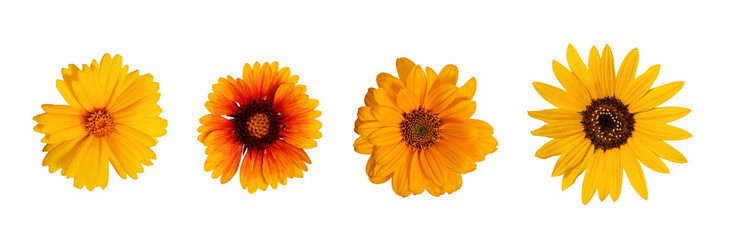 Botanical Collection. Four yellow flowers isolated on a white background, top view.Lanceleaf Coreopsis, Sunflower, Heliopsis helianthoid, Gaillardia. Elements for creating collage or design, postcards