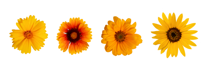 Botanical Collection. Four yellow flowers isolated on a white background, top view.Lanceleaf Coreopsis, Sunflower, Heliopsis helianthoid, Gaillardia. Elements for creating collage or design, postcards