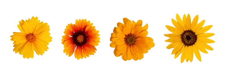  Botanical Collection. Four yellow flowers isolated on a white background, top view.Lanceleaf Coreopsis, Sunflower, Heliopsis helianthoid, Gaillardia. Elements for creating collage or design, postcards © Yuliia