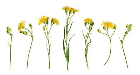 Botanical Collection. Set of yellow wildflowers Crepis tectorum isolated on white background. Elements for creating designs, cards, patterns, floral arrangements, frames, wedding cards and invitations
