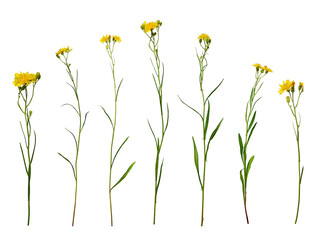 Botanical Collection. Set of yellow wildflowers Crepis tectorum isolated on white background. Elements for creating designs, cards, patterns, floral arrangements, frames, wedding cards and invitations - obrazy, fototapety, plakaty
