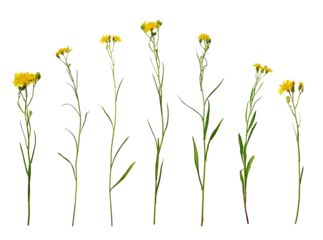 Botanical Collection. Set of yellow wildflowers Crepis tectorum isolated on white background. Elements for creating designs, cards, patterns, floral arrangements, frames, wedding cards and invitations