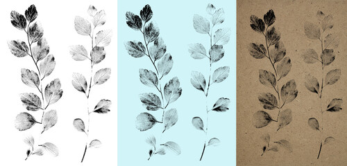 Spirea branches with ink-print effect isolated on white background. Example of plant imprints in...