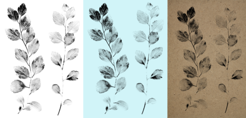 Spirea branches with ink-print effect isolated on white background. Example of plant imprints in Multiply mode on a blue background and cardboard.