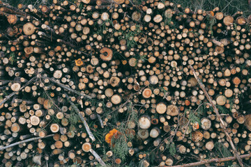 a pile of logs in the forest