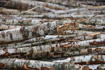 logs of birch in the logging site.Birch firewood.