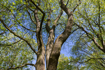 maple trees blooming in spring , close up