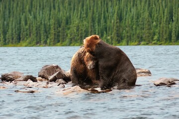 Two brown bears on a rocky shoreline with a forest in the background