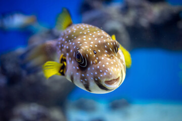 White-spotted puffer (Arothron hispidus) in an aquarium close-up © Анна Перфилова