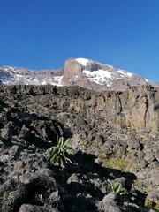 The amazing Giant Groundsels (Dendrosenecio Kilimanjari) that are endemic to the landscapes on and around Mount Kilimanjaro, Tanzania