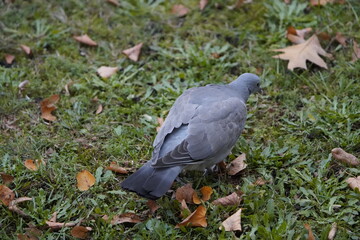 Fototapeta premium Young Common Wood Pigeon foraging (Columba palumbus) Columbidae family. Hanover, Germany.