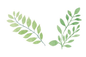 Watercolor leaves illustration set - green leaf branches collection for wedding, greetings, stationary, wallpapers, fashion, background. olive, green leaves, Eucalyptus etc