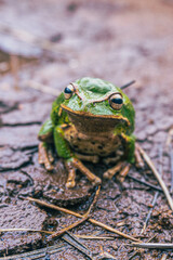 Ranas, Sapos, canto de ranas sapos, rana de árbol, árbol, sapo verde, 