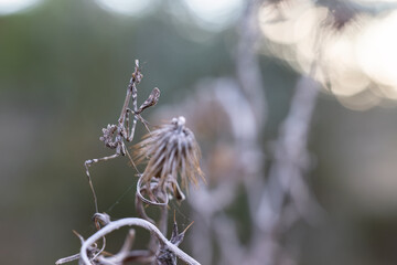 Empusa pennata, or the conehead mantis, is a species of praying mantis in genus Empusa native to the Mediterranean Region.