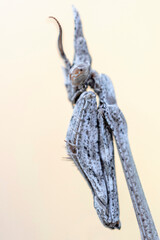 Empusa pennata, or the conehead mantis, is a species of praying mantis in genus Empusa native to the Mediterranean Region.