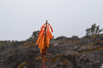 The unique colorful flora and flowers growing on the lava rocks of Mount Kilimanjaro in Tanzania,...