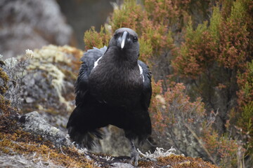 Big White Necked Ravens on the lava rocks of Mount Kilimanjaro in Tanzania, Africa