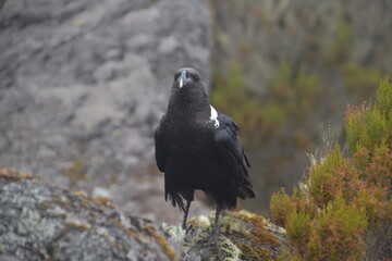 Big White Necked Ravens on the lava rocks of Mount Kilimanjaro in Tanzania, Africa
