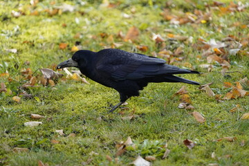 The rook (Corvus frugilegus) is a member of the family Corvidae in the passerine order of birds. Here as a winter guest from Russia from the end of October to the end of March. Hanover, Germany.