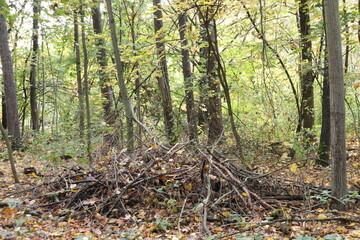 Branches gathered in the autumn forest