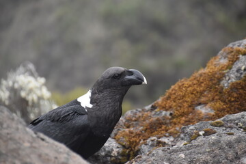 Big White Necked Ravens on the lava rocks of Mount Kilimanjaro in Tanzania, Africa