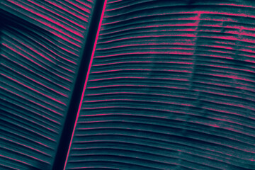 tropical banana leaf texture background, glow in the dark color toned