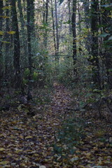 Fototapeta premium dark forest in autumn