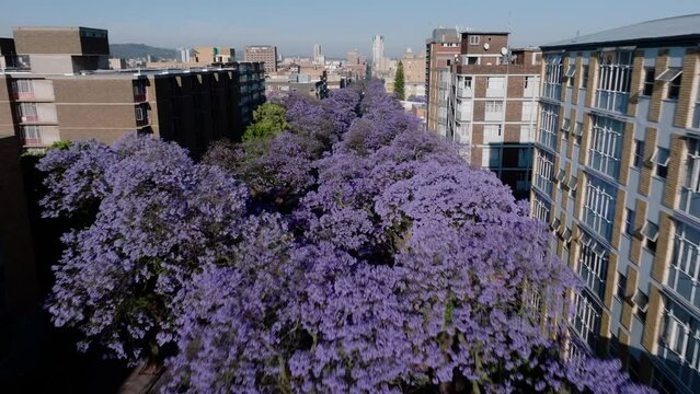 Aerial. Flying over beautiful flowering Jakaranda trees towards Pretoria central business district, South Africa