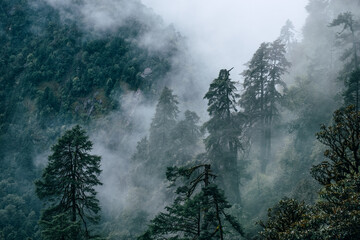 Beautiful misty morning jungles foggy rainforest jungles landscape photo in Makalu Barun National Park near Chatra Khola settlement. Mera peak climbing route, Himalayas, Nepal. - obrazy, fototapety, plakaty