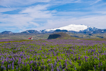 Obraz premium Blue Alaskan lupins (lupinus nootkatensis) cover vast swathes of Iceland. beautiful landscape of field lupins