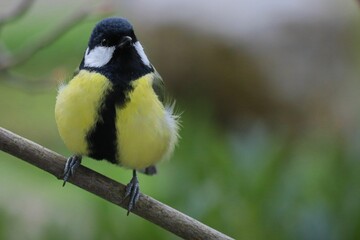 Great tit sitting on branch