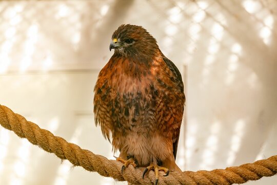 a red tailed hawk on top of a rope with its head lowered