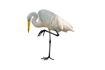 Great Egret (Ardea alba) Photo, on a Transparent Background, Perched and Preening - 673257574
