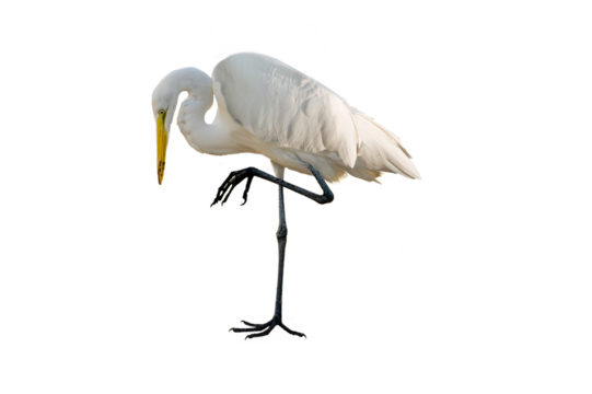 Great Egret (Ardea alba) Photo, on a Transparent Background, Perched and Preening
