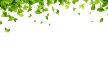 green leaves frame isolated on transparent background cutout