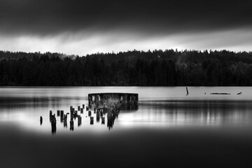 Black and white waterfront scene with a lush fir tree forest in the background