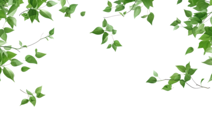 green leaves frame isolated on transparent background cutout