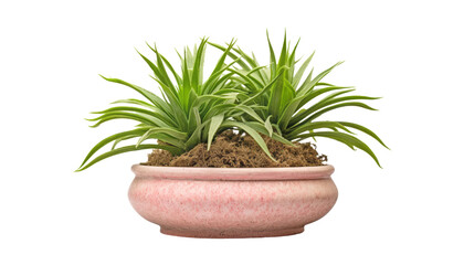plant in a pot isolated on transparent background cutout