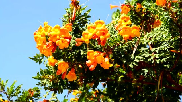Tecoma stans Orange Jubilee flowers also called Ginger thomas or Trumpetbush in the garden of Tenerife,Canary Islands,Spain on a  windy day in spring.Tropical plants concept.