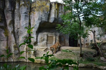 Fototapeta premium a tiger walking through an enclosure with water, rocks and trees